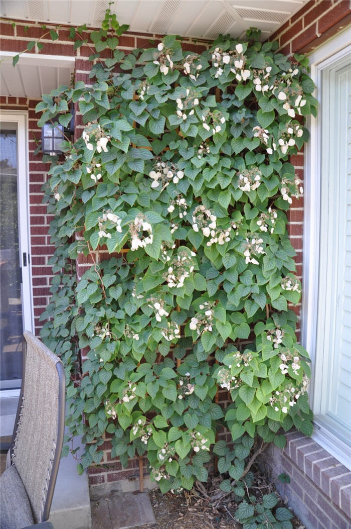 Plant photo of: Polygonum aubertii