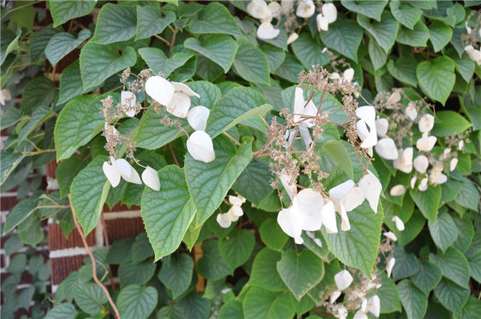 Plant photo of: Polygonum aubertii