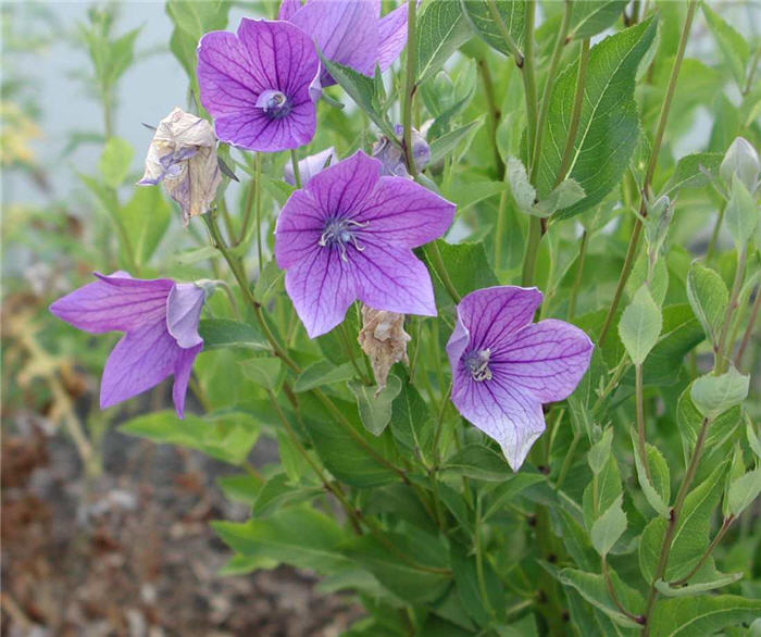 Plant photo of: Pleuraphis jamesii