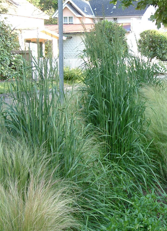 Plant photo of: Calamagrostis acutiflora