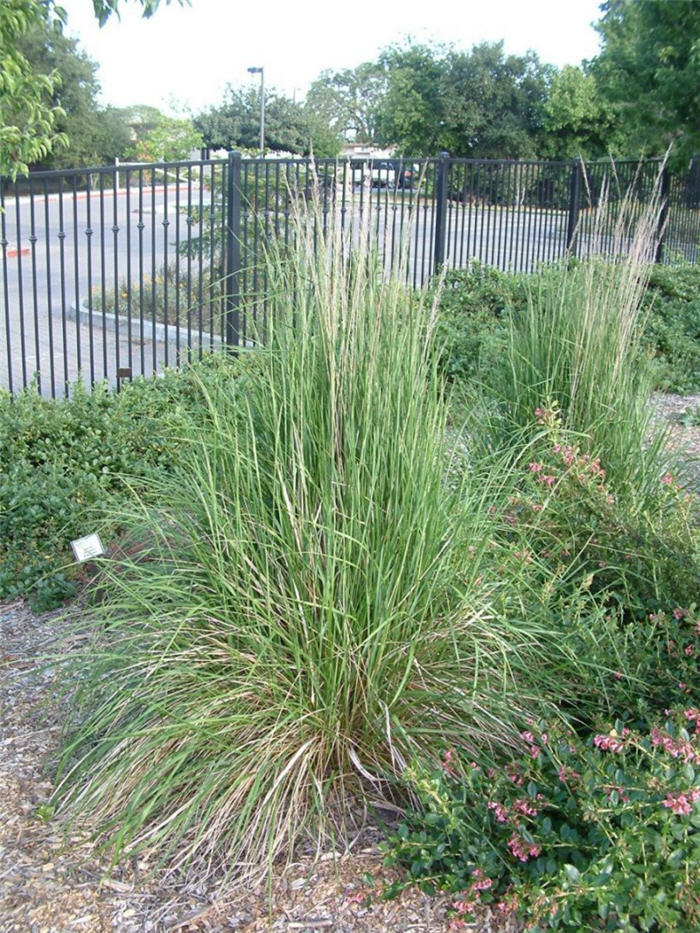 Plant photo of: Calamagrostis acutiflora