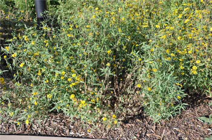 Plant photo of: Viguiera multiflora
