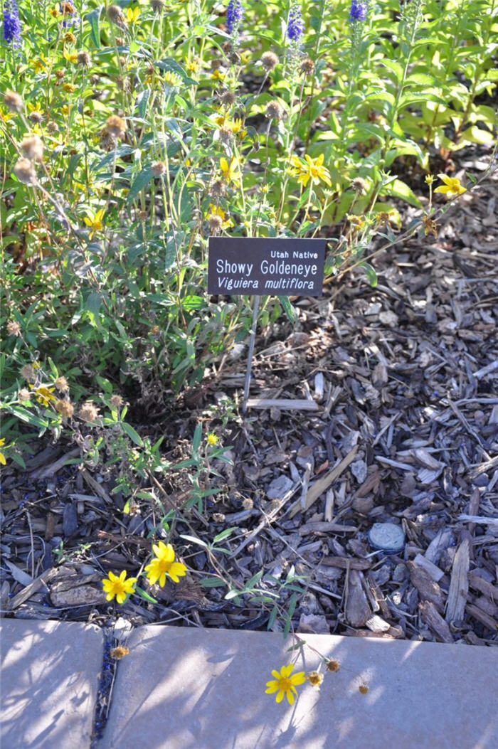 Plant photo of: Viguiera multiflora
