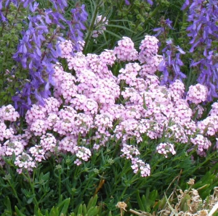 Plant photo of: Aethionema schistosum