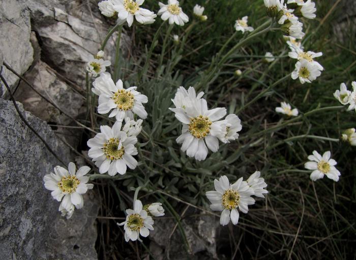 Plant photo of: Achillea serbica