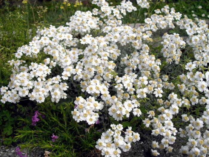 Plant photo of: Achillea ageratifolia