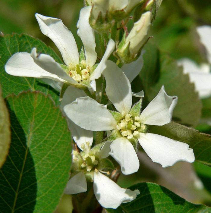 Plant photo of: Amelanchier utahensis