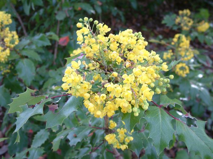 Plant photo of: Mahonia aquifolium 'Compacta'