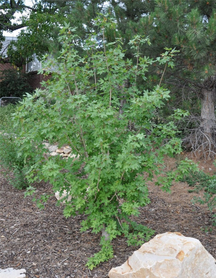 Plant photo of: Acer grandidentatum