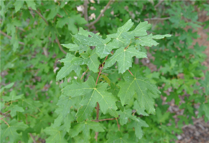 Plant photo of: Acer grandidentatum