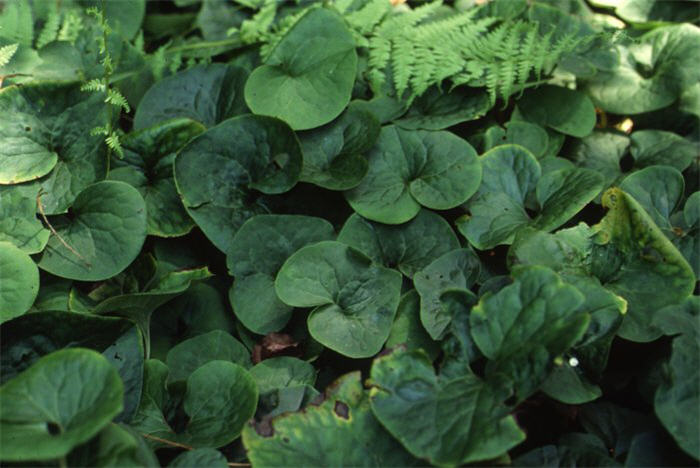 Plant photo of: Asarum canadense