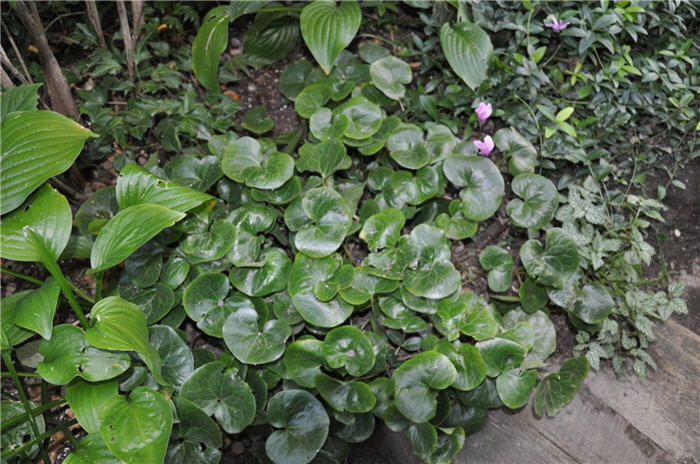 Plant photo of: Asarum canadense