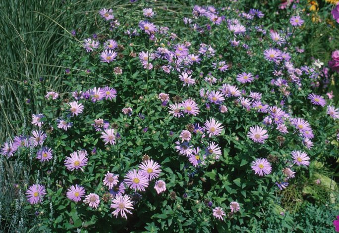 Plant photo of: Aster x frikartii