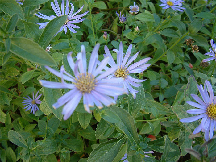 Plant photo of: Aster x frikartii