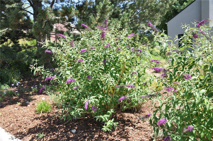 Plant photo of: Buddleja davidii 'Pink Delight'