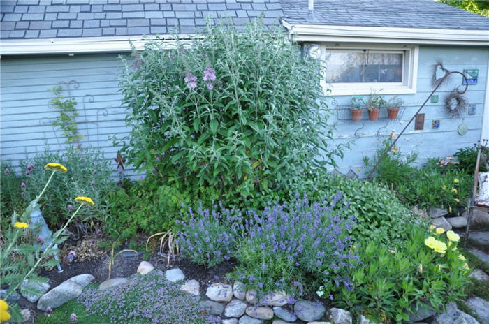 Plant photo of: Buddleja davidii 'Pink Delight'