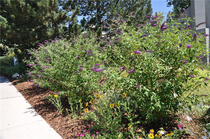 Plant photo of: Buddleja davidii 'Pink Delight'