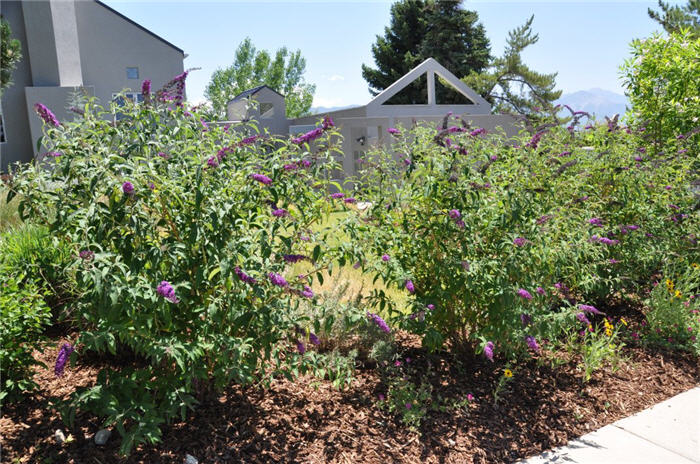 Plant photo of: Buddleja davidii 'Pink Delight'