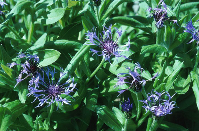 Plant photo of: Centaurea montana