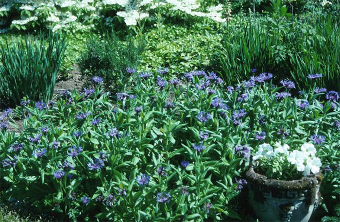 Plant photo of: Centaurea montana
