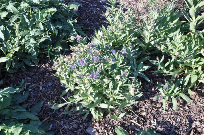 Plant photo of: Centaurea montana