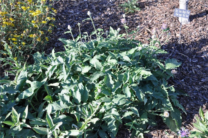 Plant photo of: Centaurea montana