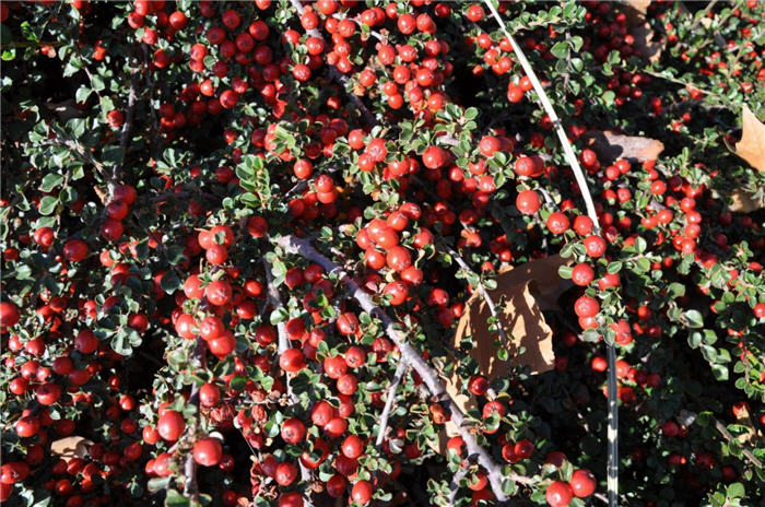 Plant photo of: Cotoneaster dammeri 'Lowfast'
