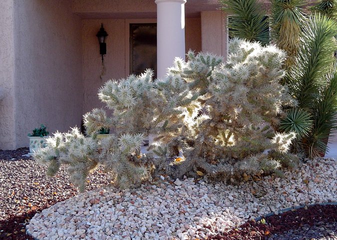 Plant photo of: Cylindropuntia echinocarpa