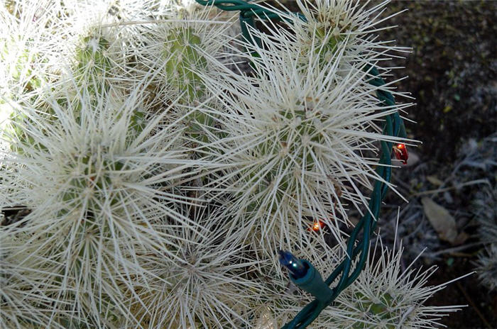 Plant photo of: Cylindropuntia echinocarpa