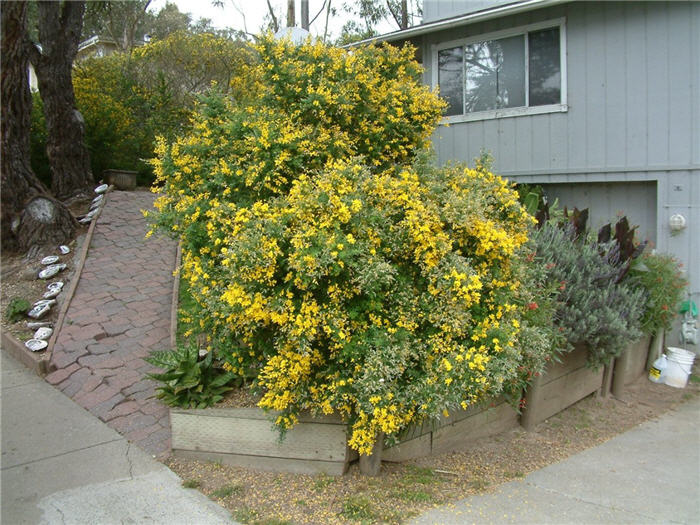 Plant photo of: Cytisus x praecox 'Allgold'