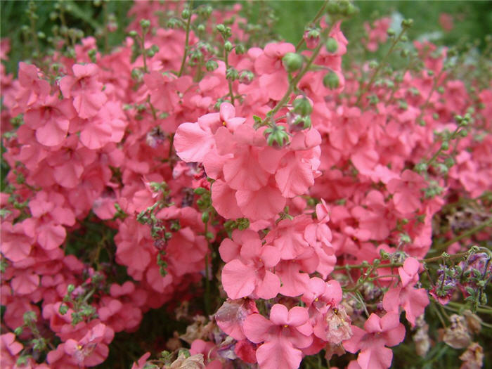 Plant photo of: Diascia integerrima 'Coral Canyon'