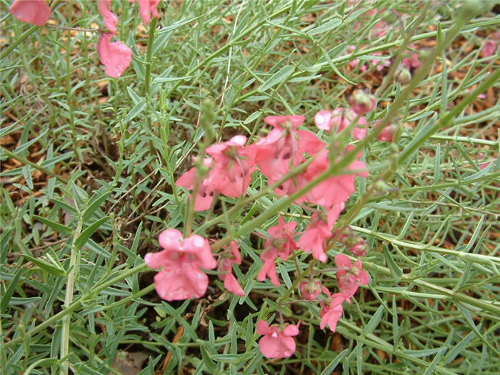 Plant photo of: Diascia integerrima 'Coral Canyon'