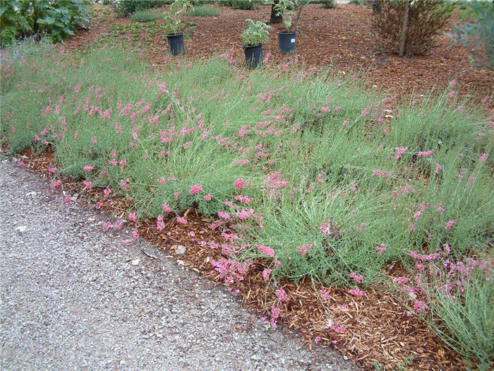 Plant photo of: Diascia integerrima 'Coral Canyon'
