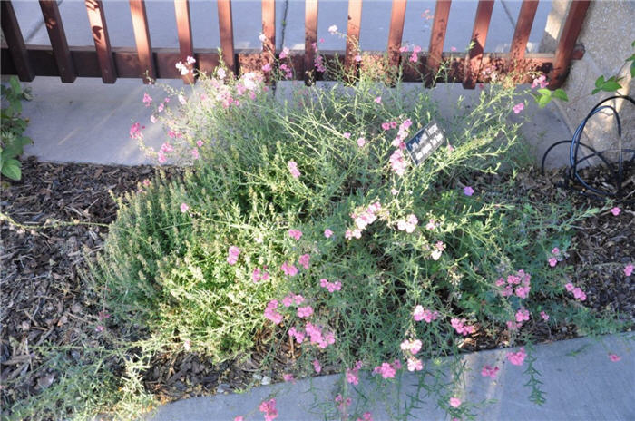 Plant photo of: Diascia integerrima 'Coral Canyon'
