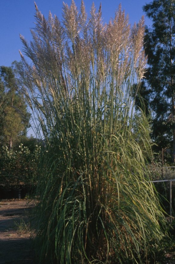 Erianthus Ravennae Grass