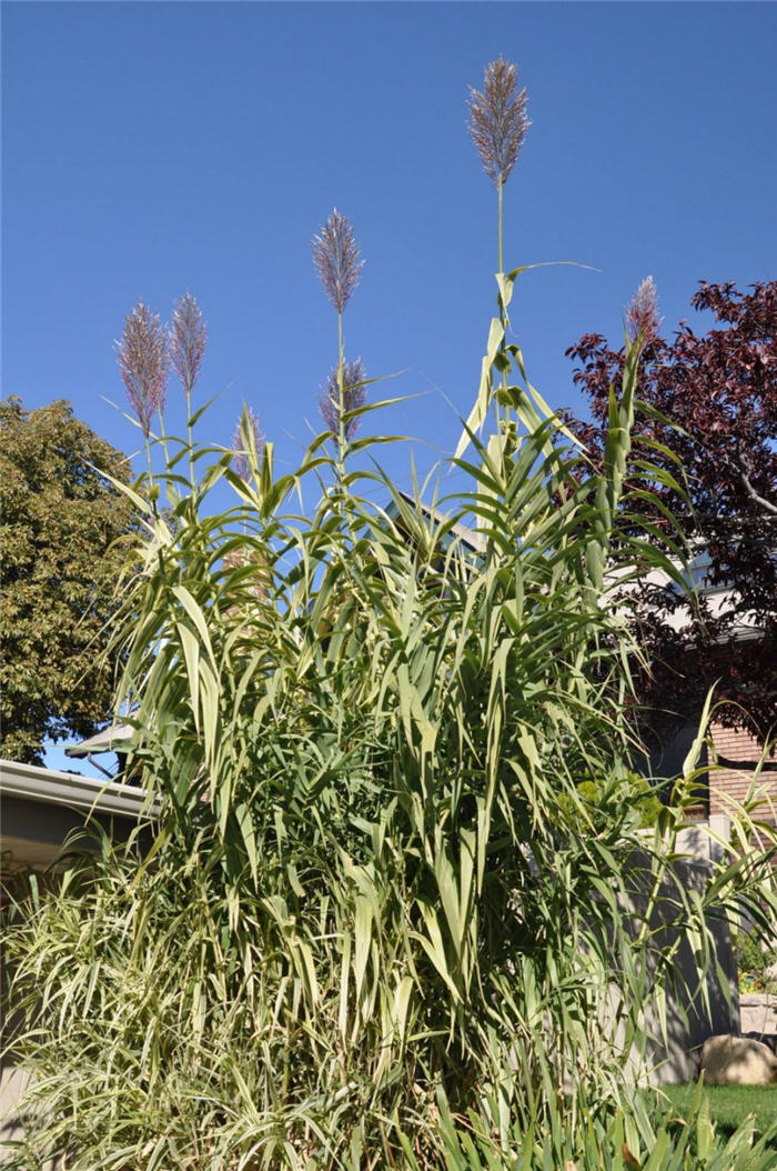 Plant photo of: Erianthus ravennae