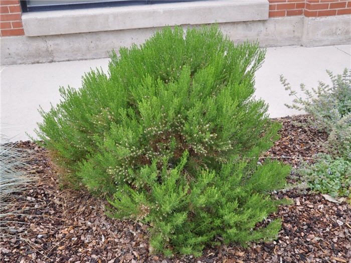 Plant photo of: Ericameria laricifolia
