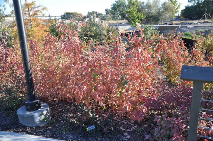 Plant photo of: Euonymus fortunei 'Coloratus'