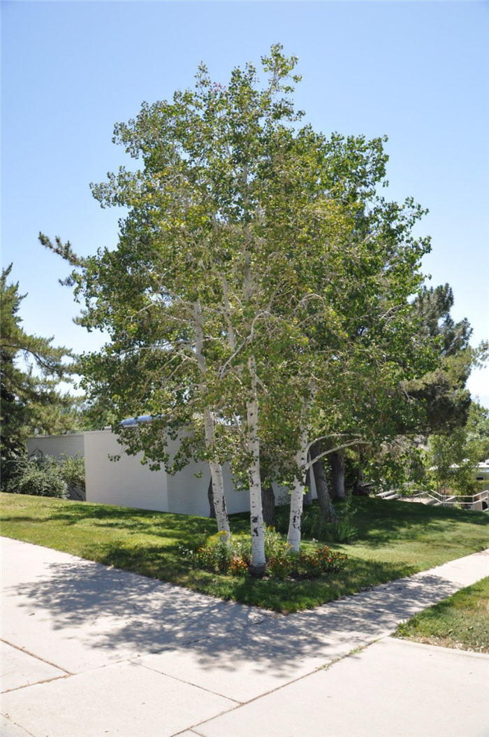 Plant photo of: Fagus sylvatica