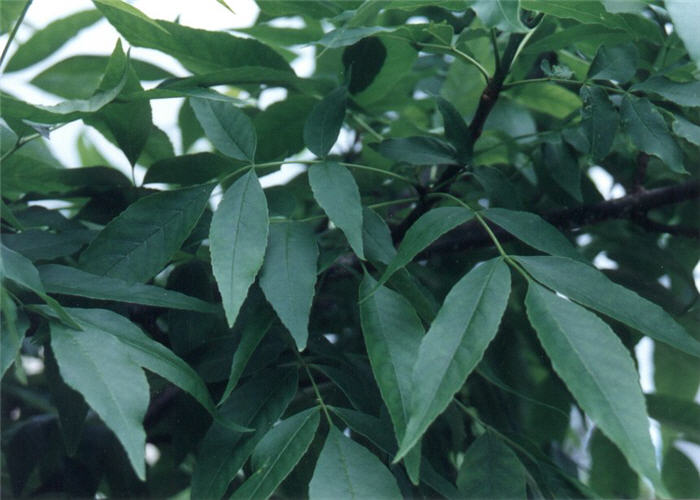 Plant photo of: Fraxinus pennsylvanica 'Summit'