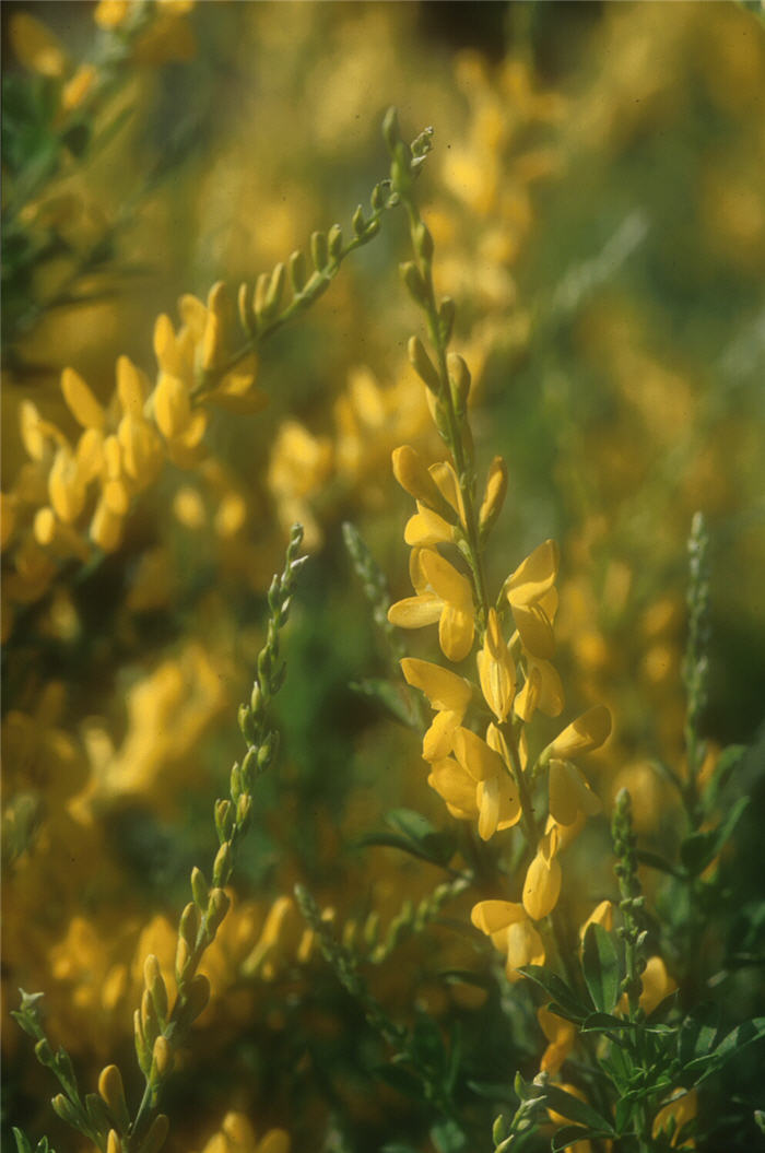 Plant photo of: Genista lydia