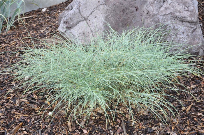 Plant photo of: Genista lydia