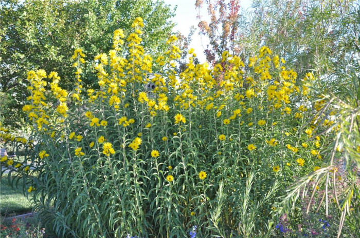 Plant photo of: Helianthus maximilianii