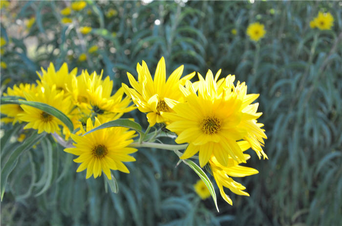 Plant photo of: Helianthus maximilianii
