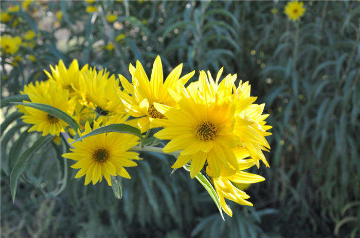 Plant photo of: Helianthus maximilianii