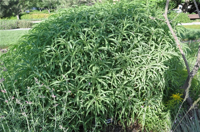 Plant photo of: Helianthus maximilianii