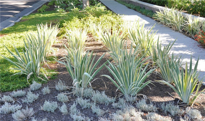 Plant photo of: Iris pallida 'Variegata'