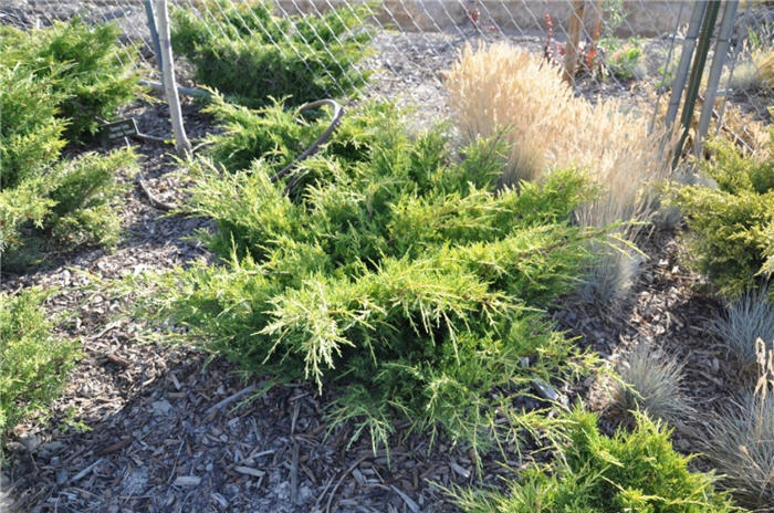Plant photo of: Juniperus chinensis 'Old Gold'