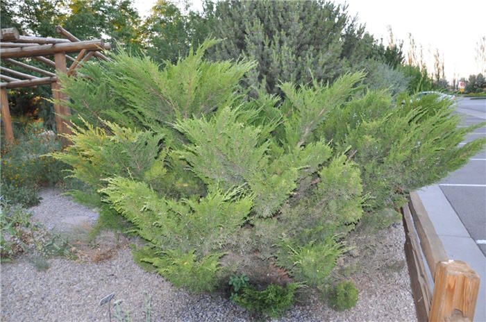 Plant photo of: Juniperus chinensis 'Sea Green'