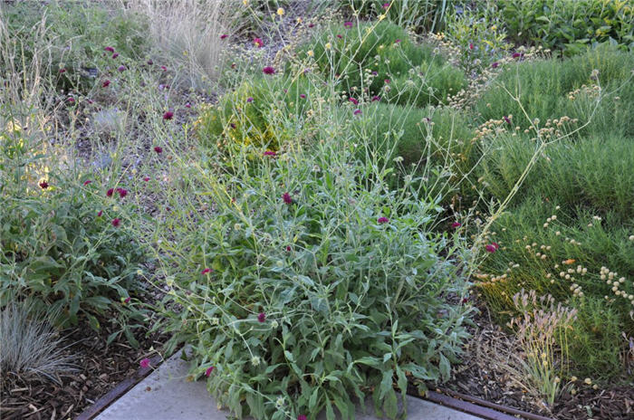 Plant photo of: Knautia macedonica
